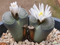 샬리콜라 110-6202 리톱스/메셈