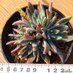 화리노사 771006 두들레야