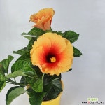 덴마크무궁화 노랑그라데이션 공기정화식물  한빛농원  공기정화식물