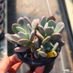 청키 961007 다육식물