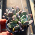 청키 961007 다육식물