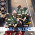 청키 961007 다육식물