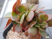 파피스로즈 다육식물