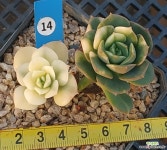 니크셔나금 다육금