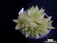 옥루금588 다육식물