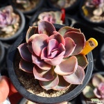 웨스트레인보우 951009 다육금