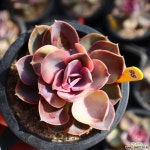 웨스트레인보우 951009 다육금