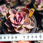 웨스트레인보우 951009 다육금