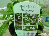 페어리스타 화이트-피고지고-렌덤발송 공기정화식물