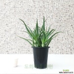 도희씨네 정원>> 빵빵한 기능성 알로에 아보라센스 230 공기정화식물