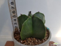 난봉옥-31 다육식물
