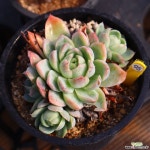 프리메라 951009 다육식물