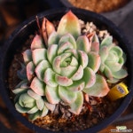 프리메라 951009 다육식물