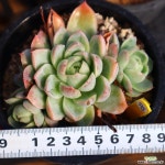 프리메라 951009 다육식물