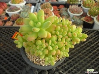 샹그릴라10-1490 다육식물