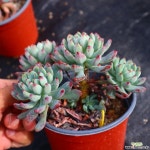  블루엘프 191011 다육식물