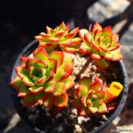 레티지아 951011 다육식물