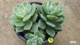 달맞이10017 다육식물