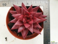 아메티스트6527 다육식물