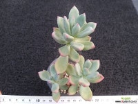 청성미인-261 다육식물