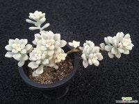 멘도사 금-261 다육식물