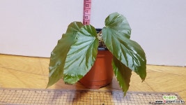 베고니아kewensis632-3상 관엽식물