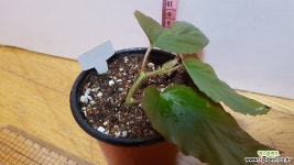 베고니아kewensis632-3상 관엽식물