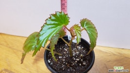 베고니아보르낸시스838-3상 관엽식물