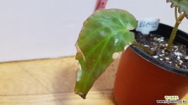 베고니아보르낸시스838-3상 관엽식물