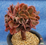 파피스로즈철화(원통형) 10060 다육철화