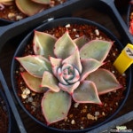 마디바 771014 다육식물