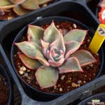 마디바 771014 다육식물