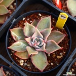 마디바 771014 다육식물