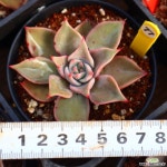 마디바 771014 다육식물