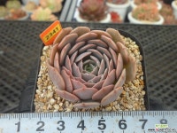 럼필10-2341 다육식물