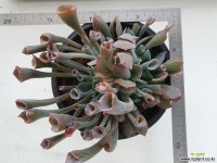 트럼펫핑키6576 다육식물