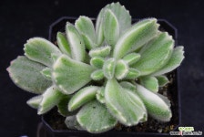 웅동자금 177 다육금