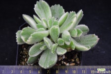 웅동자금 177 다육금