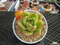 (New item)슈퍼비10-2860 다육식물