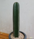 자이언트백운각49 선인장
