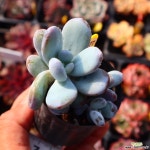 울리카테카바나 771016 다육식물