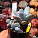 울리카테카바나 771016 다육식물