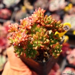 소인제금 771016 다육금