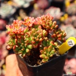 소인제금 771016 다육금