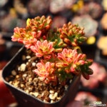 소인제금 771016 다육금