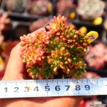 소인제금 771016 다육금