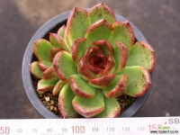 블랙퀸 군생 S8756 다육식물