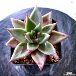 로즈팜5091 다육식물