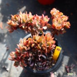 러우철화 771019 다육철화