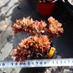 러우철화 771019 다육철화